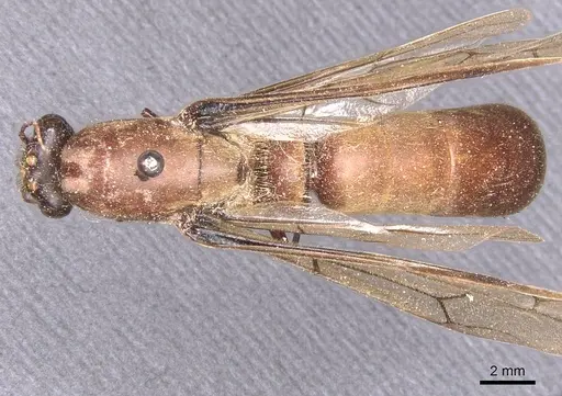 Dorylus alluaudi specimen CASENT0911332 image casent0911332_1