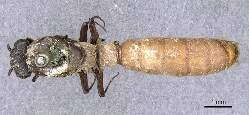 Dorylus atriceps specimen CASENT0902697 image casent0902697_1