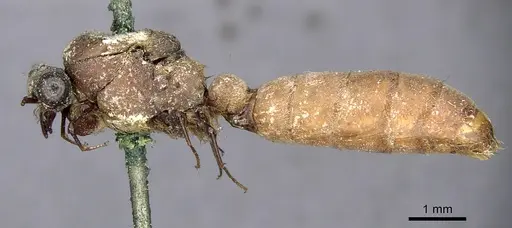 Dorylus atriceps specimen CASENT0902697 image casent0902697_3