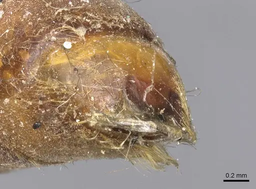 Dorylus atriceps specimen CASENT0902697 image casent0902697_4