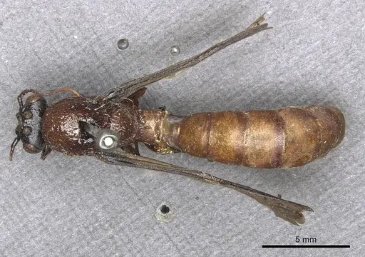 Dorylus attenuatus specimen CASENT0901952 image casent0901952_1