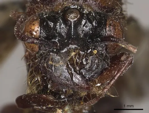 Dorylus attenuatus specimen CASENT0901952 image casent0901952_2