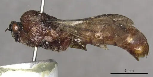 Dorylus attenuatus specimen CASENT0901952 image casent0901952_3