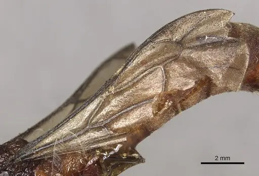 Dorylus attenuatus specimen CASENT0901952 image casent0901952_4