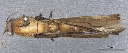 Dorylus attenuatus specimen CASENT0903711 image casent0903711_1