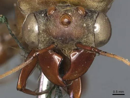 Dorylus attenuatus specimen CASENT0903711 image casent0903711_2