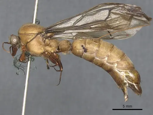 Dorylus attenuatus specimen CASENT0903711 image casent0903711_3
