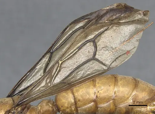 Dorylus attenuatus specimen CASENT0903711 image casent0903711_4