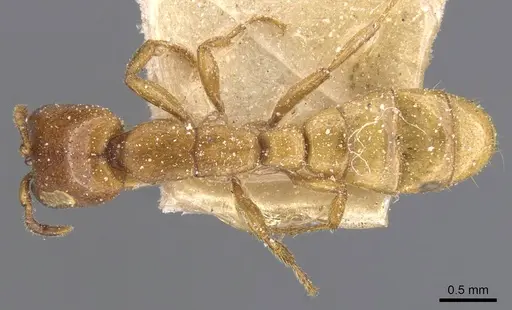 Dorylus attenuatus specimen CASENT0911276 image casent0911276_1