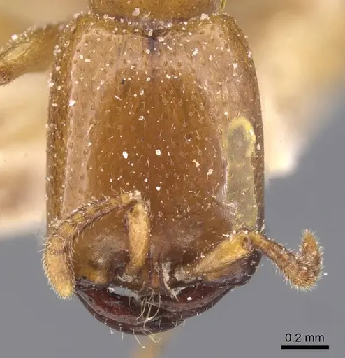 Dorylus attenuatus specimen CASENT0911276 image casent0911276_2
