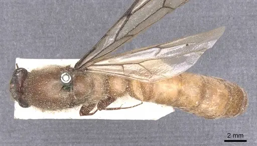 Dorylus attenuatus specimen CASENT0911277 image casent0911277_1
