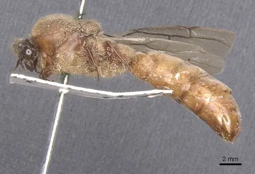 Dorylus attenuatus specimen CASENT0911277 image casent0911277_3