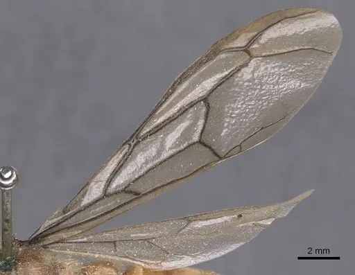Dorylus attenuatus specimen CASENT0911277 image casent0911277_4