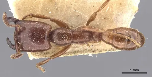 Dorylus bequaerti specimen CASENT0905917 image casent0905917_1