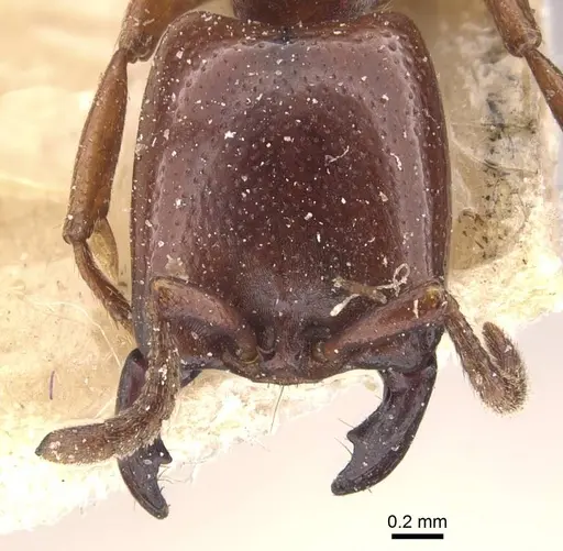 Dorylus bequaerti specimen CASENT0905917 image casent0905917_2