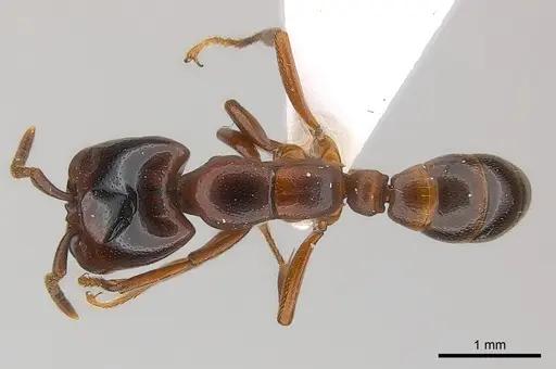 Dorylus braunsi specimen CASENT0217158 image casent0217158_1