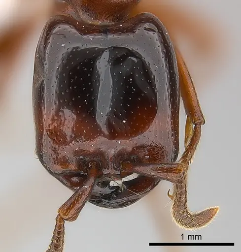 Dorylus braunsi specimen CASENT0217158 image casent0217158_2