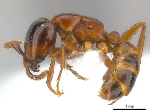 Dorylus braunsi specimen CASENT0217159 image casent0217159_3