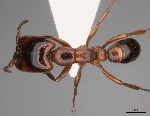 Dorylus braunsi specimen CASENT0217463 image casent0217463_1