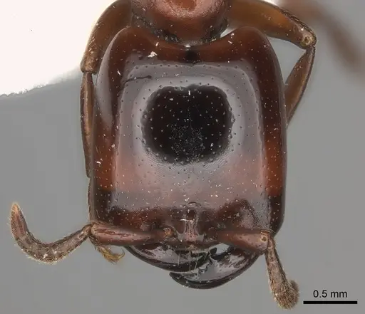 Dorylus braunsi specimen CASENT0217463 image casent0217463_2