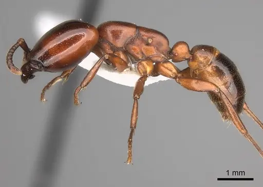 Dorylus braunsi specimen CASENT0217463 image casent0217463_3