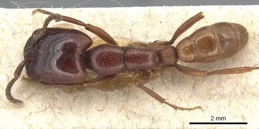 Dorylus braunsi specimen CASENT0903700 image casent0903700_1