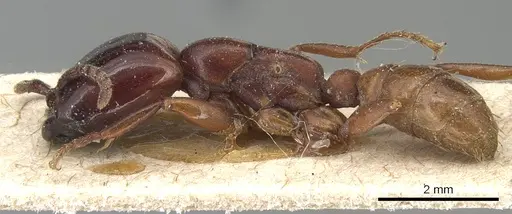 Dorylus braunsi specimen CASENT0903700 image casent0903700_3