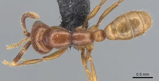 Dorylus braunsi specimen CASENT0903701 image casent0903701_1