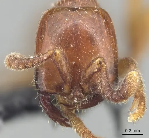 Dorylus braunsi specimen CASENT0903701 image casent0903701_2