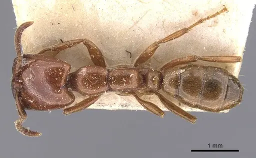 Dorylus braunsi specimen CASENT0905918 image casent0905918_1