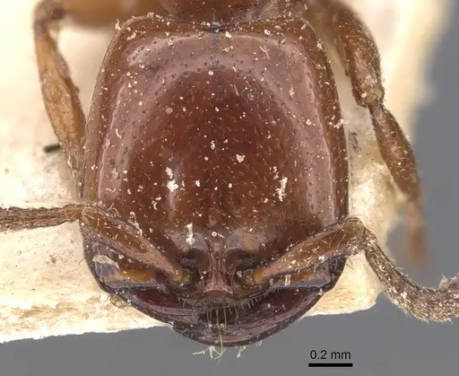 Dorylus braunsi specimen CASENT0905918 image casent0905918_2