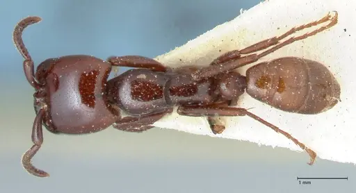 Dorylus braunsi specimen FOCOL1087 image focol1087_1