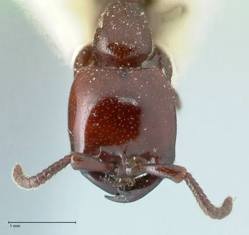 Dorylus braunsi specimen FOCOL1087 image focol1087_2