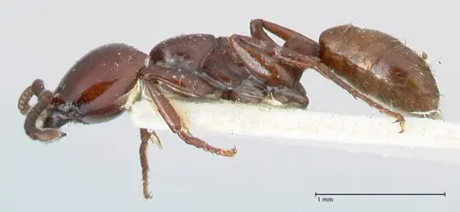 Dorylus braunsi specimen FOCOL1087 image focol1087_3
