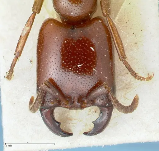 Dorylus brevipennis specimen FOCOL1095 image focol1095_2