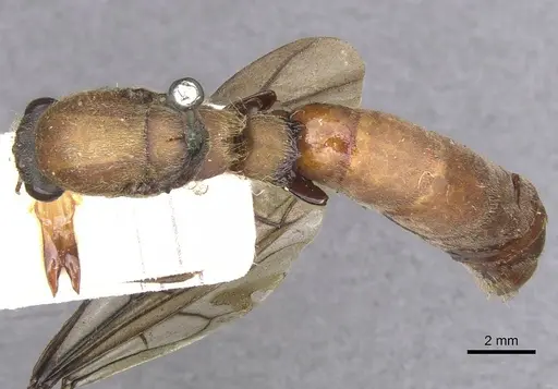 Dorylus brevis specimen RMCAENT000017712 image rmcaent000017712_1