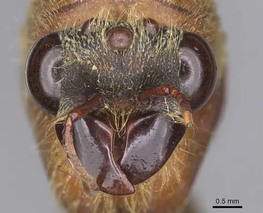 Dorylus brevis specimen RMCAENT000017712 image rmcaent000017712_2