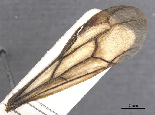 Dorylus brevis specimen RMCAENT000017712 image rmcaent000017712_4