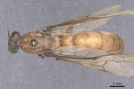 Dorylus buyssoni specimen CASENT0911278 image casent0911278_1