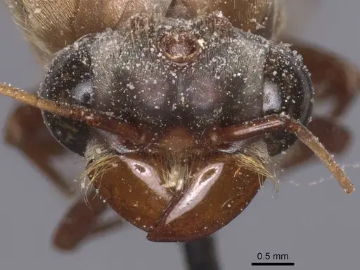 Dorylus buyssoni specimen CASENT0911278 image casent0911278_2