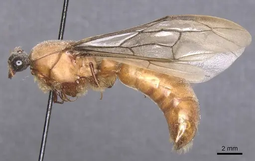 Dorylus buyssoni specimen CASENT0911278 image casent0911278_3