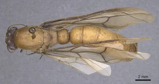 Dorylus buyssoni specimen CASENT0915343 image casent0915343_1