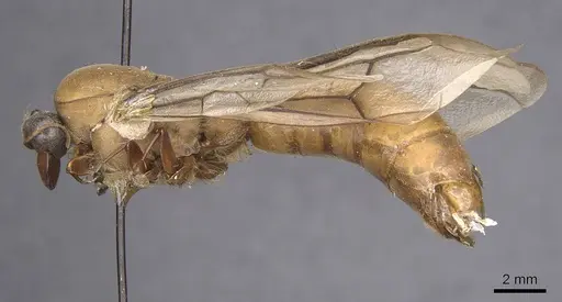 Dorylus buyssoni specimen CASENT0915343 image casent0915343_3