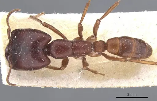 Dorylus congolensis specimen CASENT0911283 image casent0911283_1