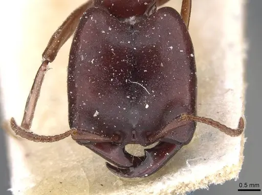 Dorylus congolensis specimen CASENT0911283 image casent0911283_2