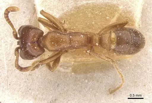 Dorylus congolensis specimen CASENT0911284 image casent0911284_1