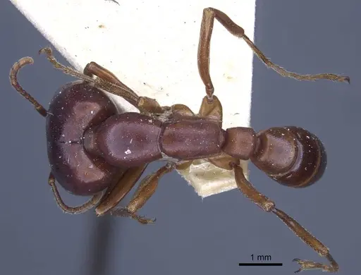 Dorylus congolensis specimen CASENT0916855 image casent0916855_1