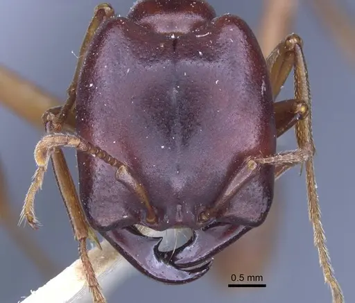 Dorylus congolensis specimen CASENT0916855 image casent0916855_2