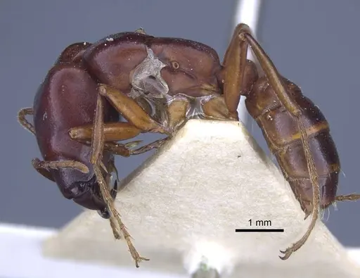 Dorylus congolensis specimen CASENT0916855 image casent0916855_3