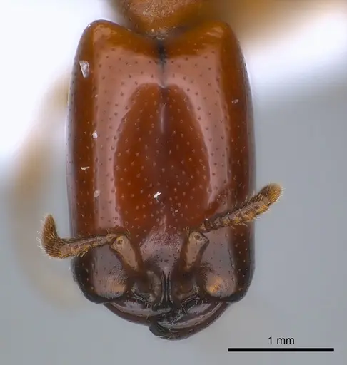 Dorylus conradti specimen CASENT0217155 image casent0217155_2
